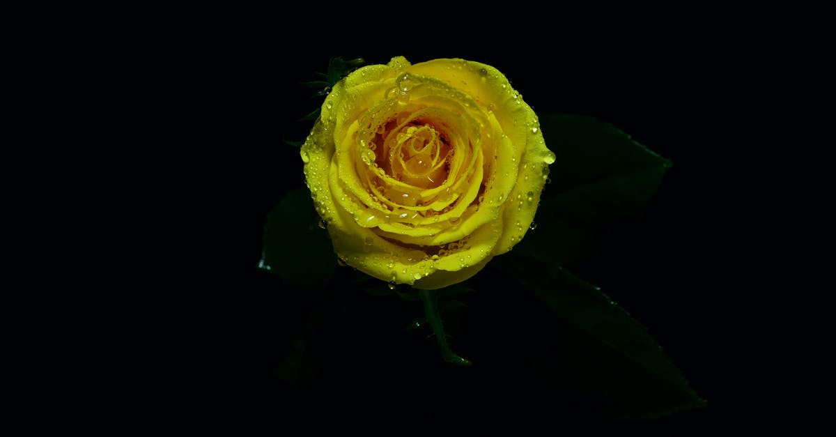 Dark barley water - Close-up Photo of Yellow Rose in Bloom