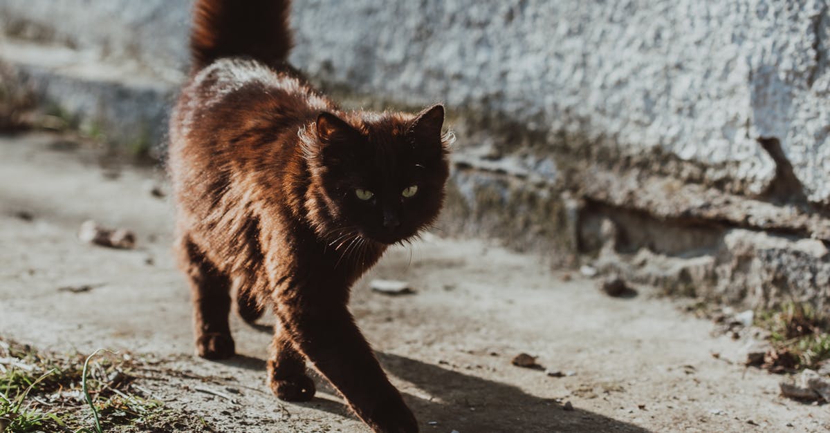 dark black furrows in sweet potatoes - Cute fluffy cat walking on street