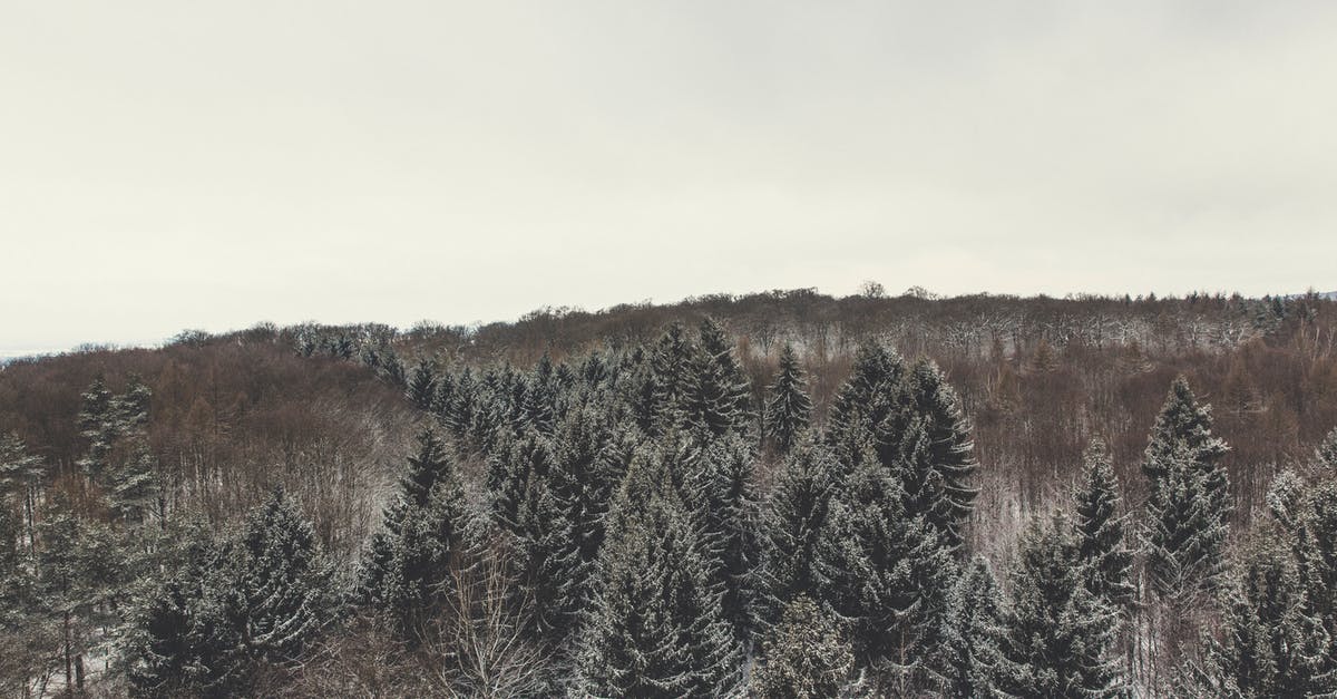 Dealing with frozen ground beef - Green Pine Trees Under White Sky