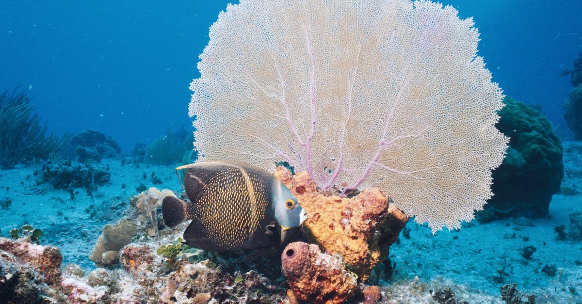 Dehydrated Fish Bone Broth - View of Sea Life