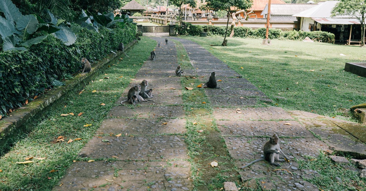 Dehydration in Fridge vs Outdoor - Gray and White Cats on Green Grass Field