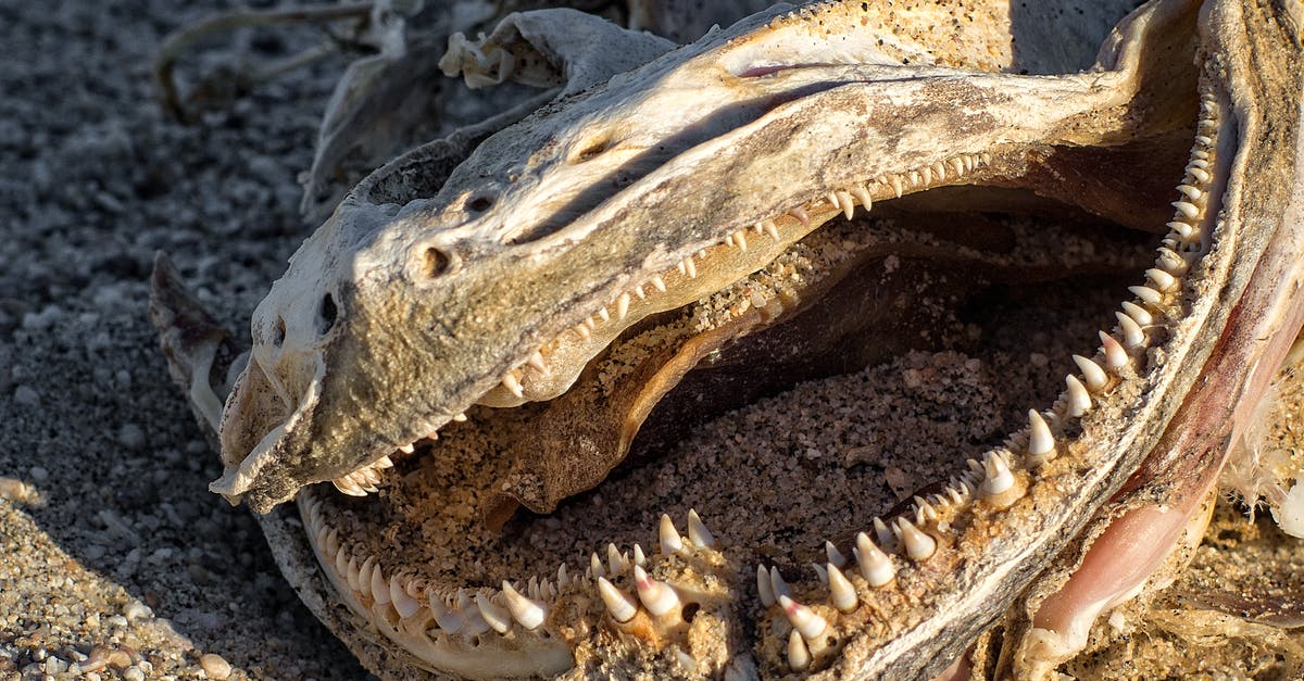 Desalinating dried/smoked fish - Animal Jawbone on Ground