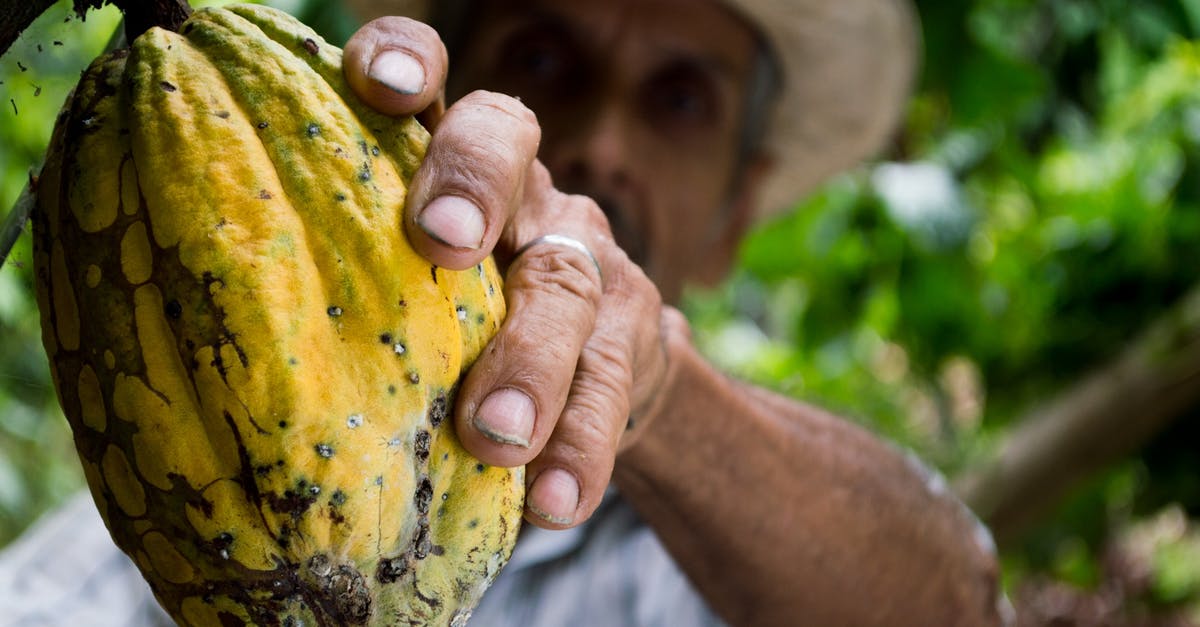 Difference between cocoa and cacao - Man Picking Yellow Cocoa Fruit