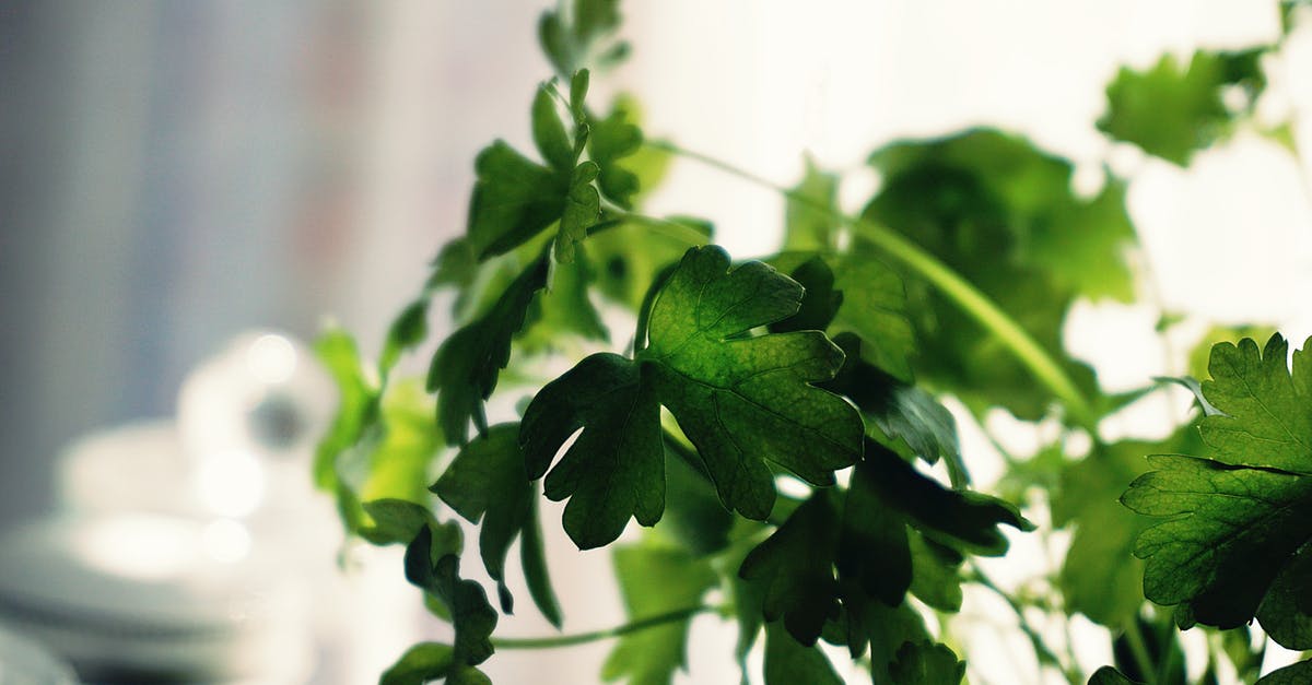 Difference between parsley and coriander(cilantro)? - Shallow Focus Photography of Green Leaves