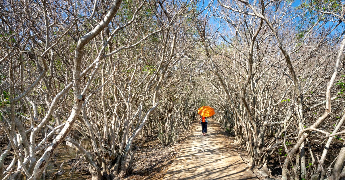 Difference between two cleavers - straight back vs curved - Back view of anonymous person with bright umbrella strolling on walkway between dry trees in sunlight