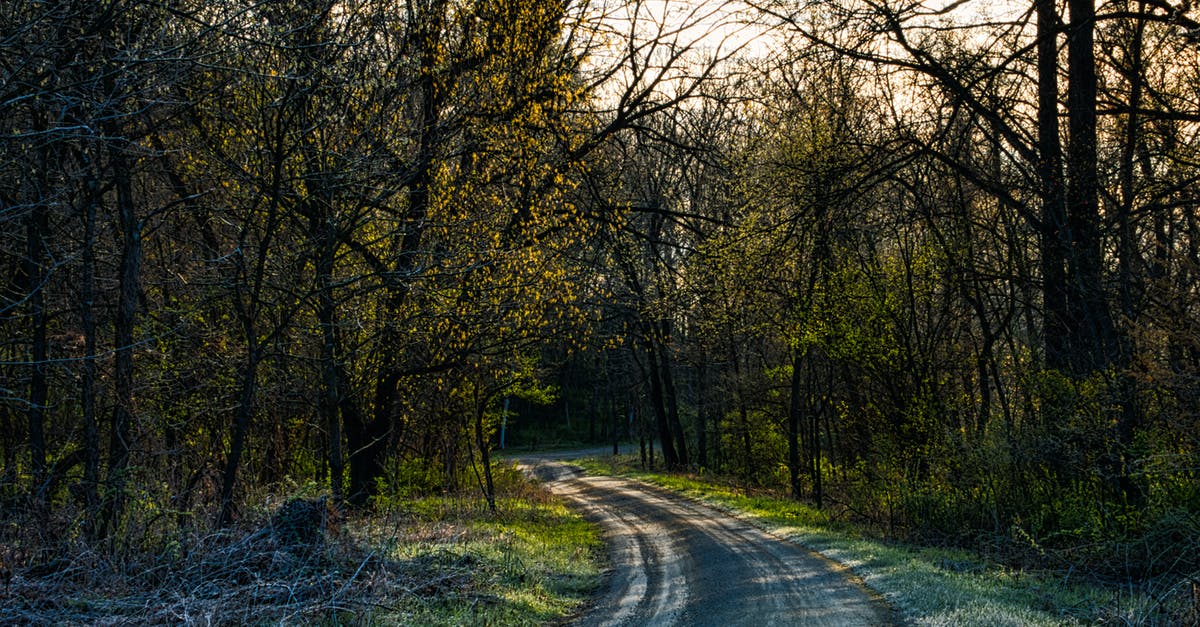 Difference between two cleavers - straight back vs curved - Curve Road Between Trees