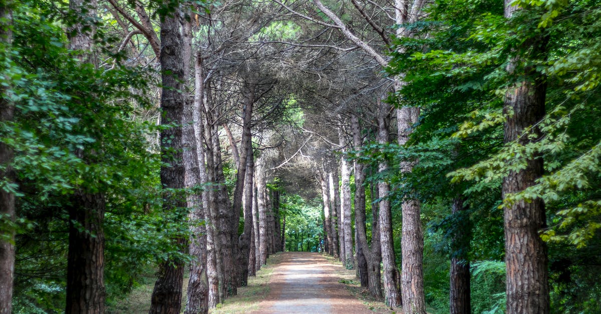 Difference between types of yeast - Road between Trees