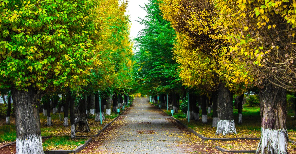 Difference between yellow and gray bacalao (salted cod)? - Paved Pathway Between Green and Yellow Trees