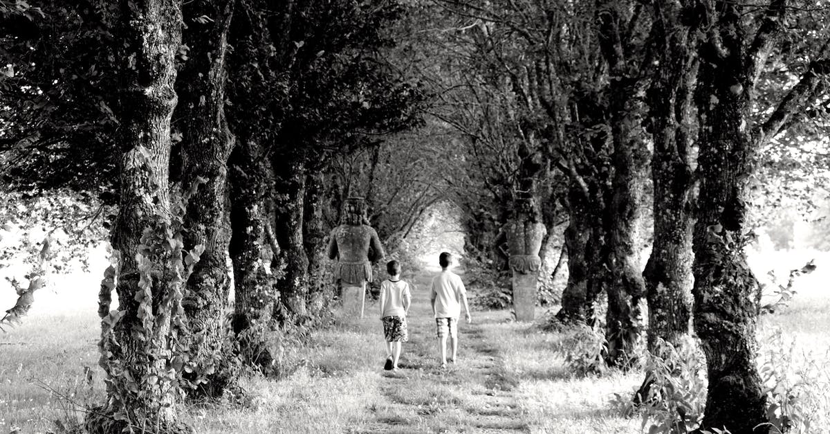 Differences between haddock and cod - Backview of Children walking in an Unpaved Path between Trees