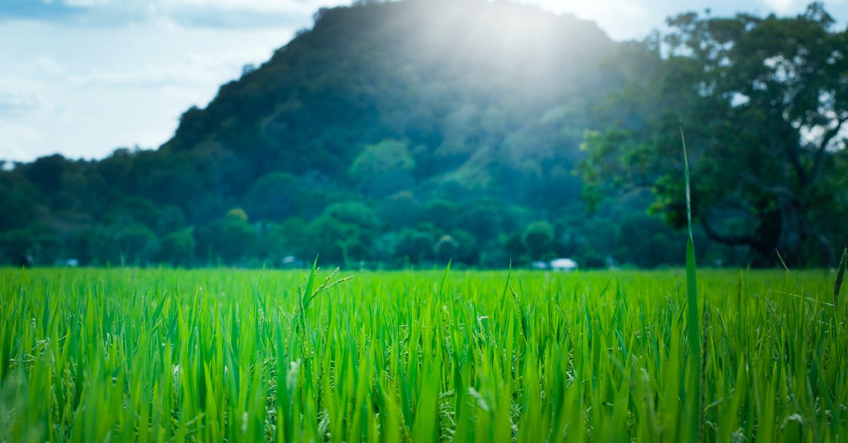 Do Asian groceries carry vital wheat gluten? - Scenic View of Wheat Field Against Sky