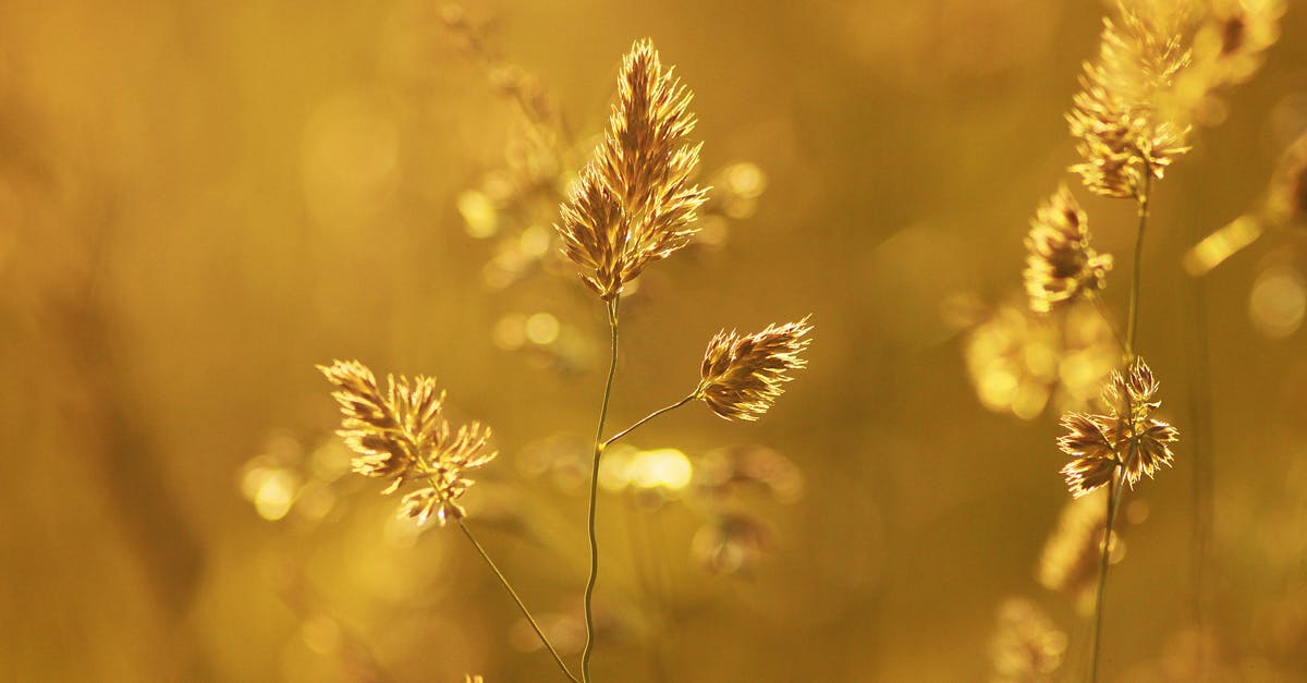 Do chile peppers heat vary depending on the season? - Close-up of Wheat Plant during Sunset