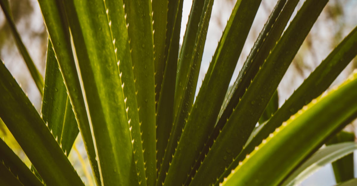 Do I have to heat up Yogurt? - Green Plant in Close Up Photography