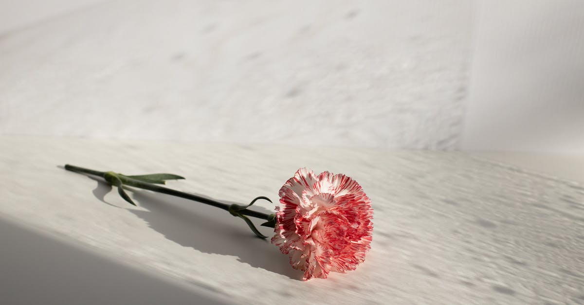 Do I need to remove clove stems before grinding? - Fragrant delicate carnation on white table