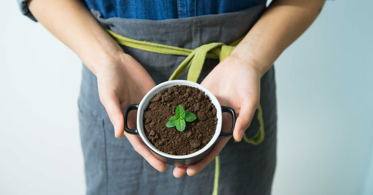 Do I need to rip the leaves off mint? - Person Holding Cup With Green Plant