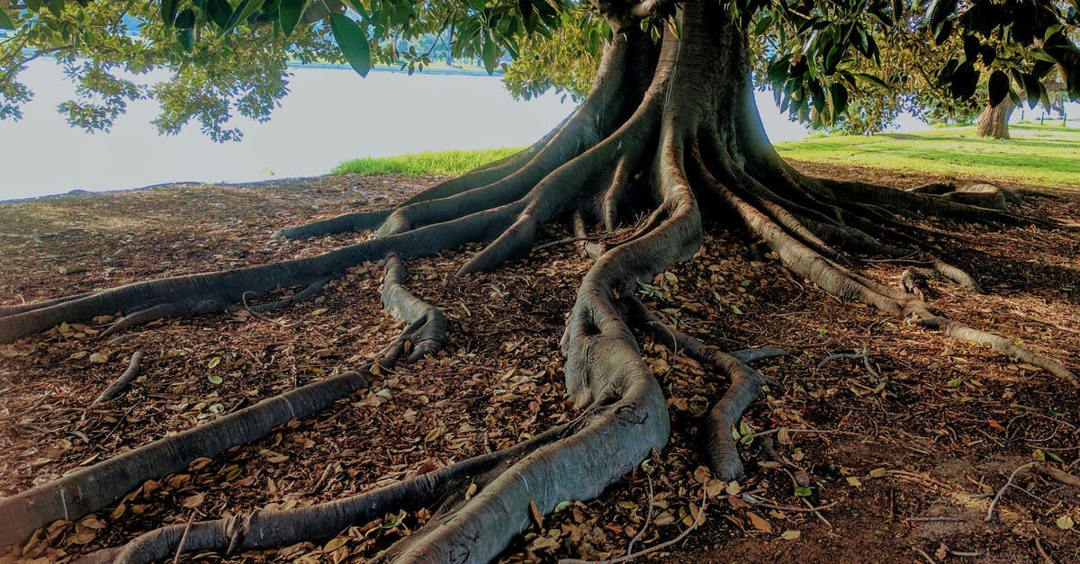 Do liquorice roots expire? - Gray Trunk Green Leaf Tree Beside Body of Water