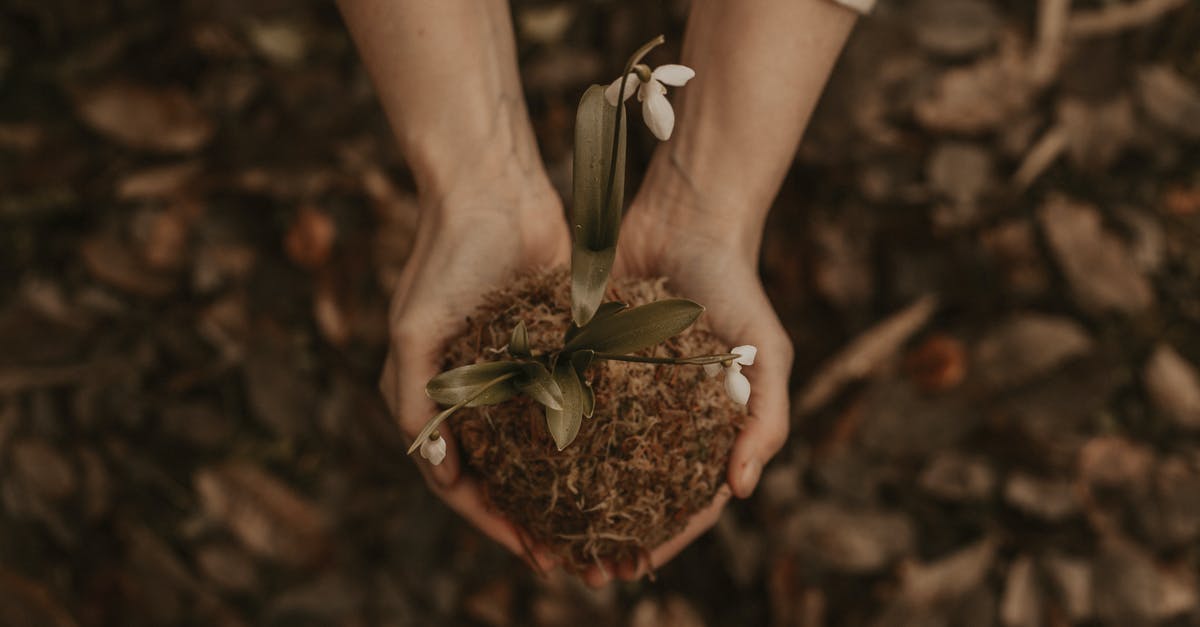 Do liquorice roots expire? - White Petaled Flowers