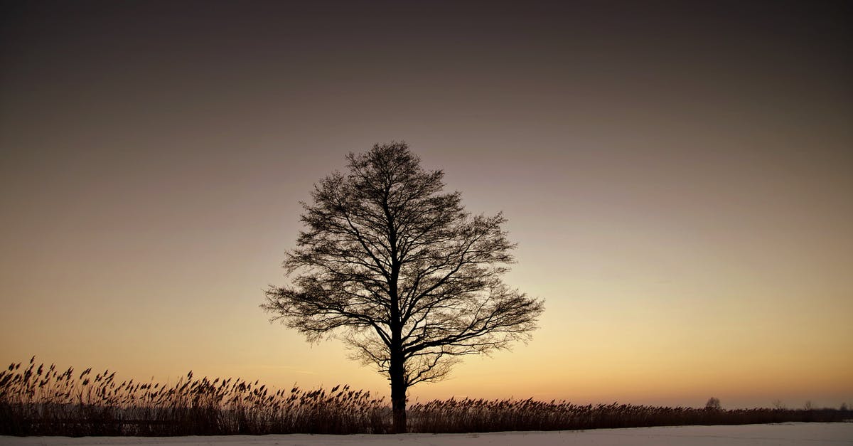 Do quiet induction burners exist? - Silhouette Bare Tree on Landscape Against Sky during Sunset