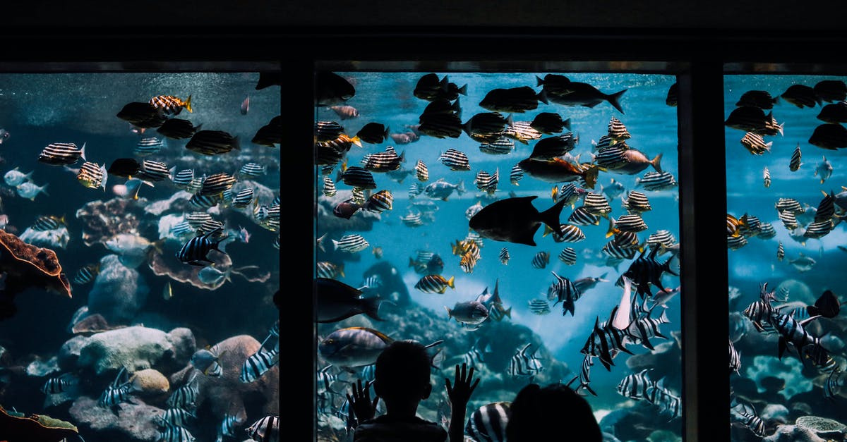 Do some fish smell "fishier"? Why? - People Watching Fishes in Aquarium