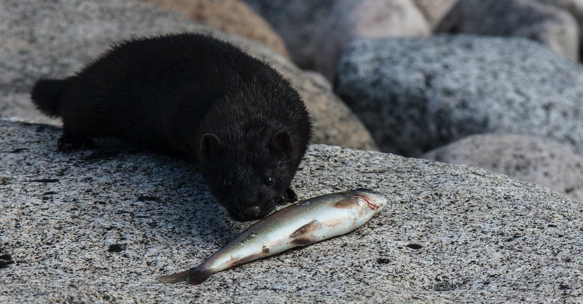 Do some fish smell "fishier"? Why? - Black Mink on Animal on Gray Rock 