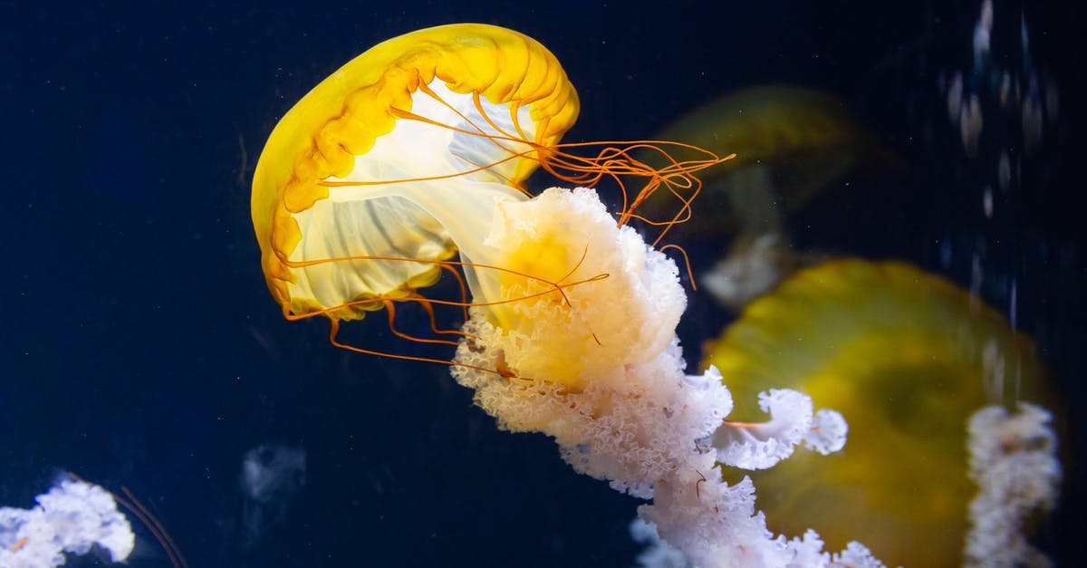 Do these fish have bones, and are they dangerous? - Close-Up Photo of Jellyfish