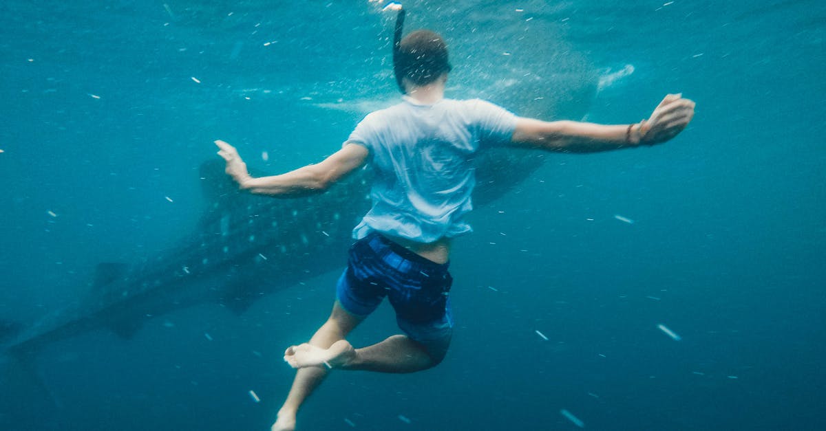 Do these fish have bones, and are they dangerous? - Back view of full body of unrecognizable male swimmer in oxygen mask swimming undersea near big fish