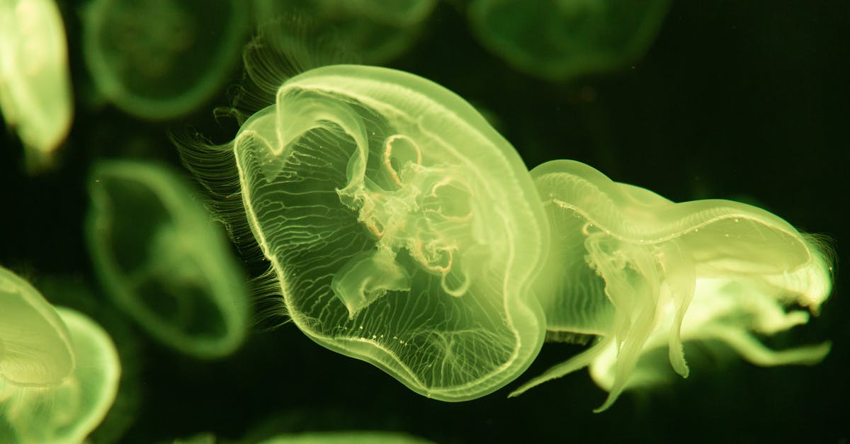 Do these fish have bones, and are they dangerous? - Close-Up Photo of Green Jellyfish