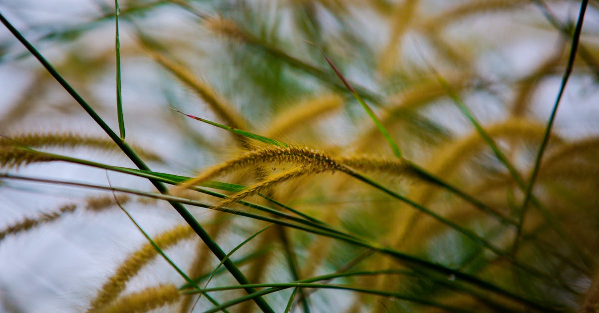 Do yellow lentils sprout after submersion for a few hours? - Yellow plant growing in meadow