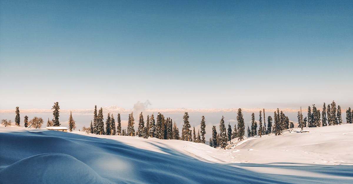 Do you have to wash frozen vegetables? - Field covered with snow and snowdrifts located against blue sky and coniferous forest with trees in nature on winter day