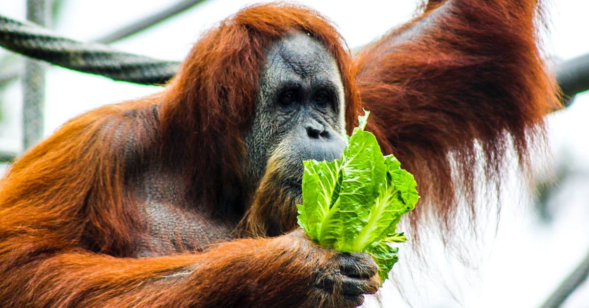 Does a head of lettuce really need to be refrigerated? - Photography of Chimpanzee