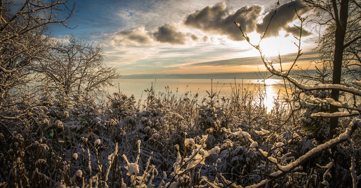 Does Freezing Broccoli Dry it Out? - Tree Branches With Snow