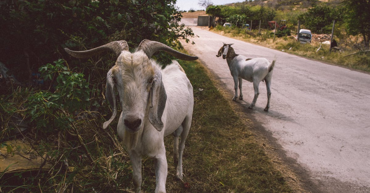 Does freezing meat lead to differences detectable by blind testing? - Close-Up View Of Goats On The Road