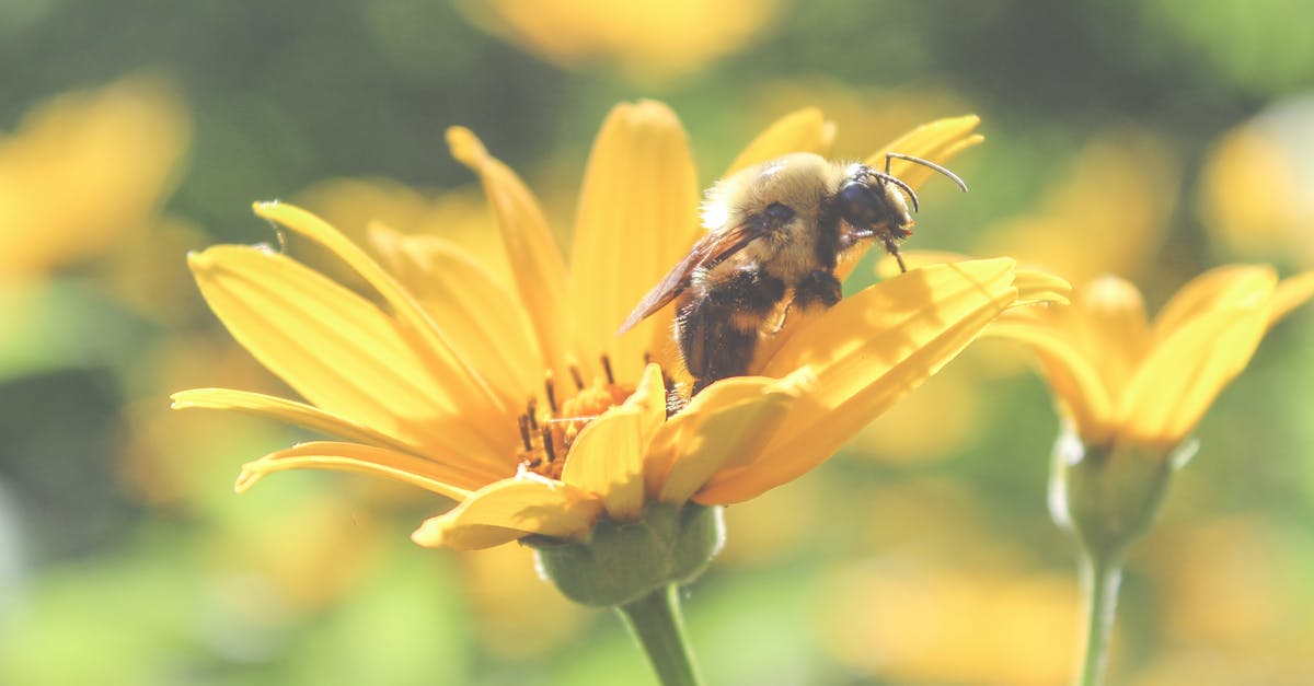 Does honey actually tenderize meat? - Honey bee collecting sweet pollen from fragile yellow flower growing in sunny summer forest