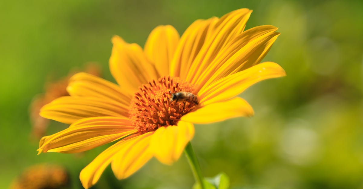 Does honey actually tenderize meat? - Closeup honeybee sitting on beautiful yellow blooming flower of Heliopsis helianthoides in garden against natural background in sunlight