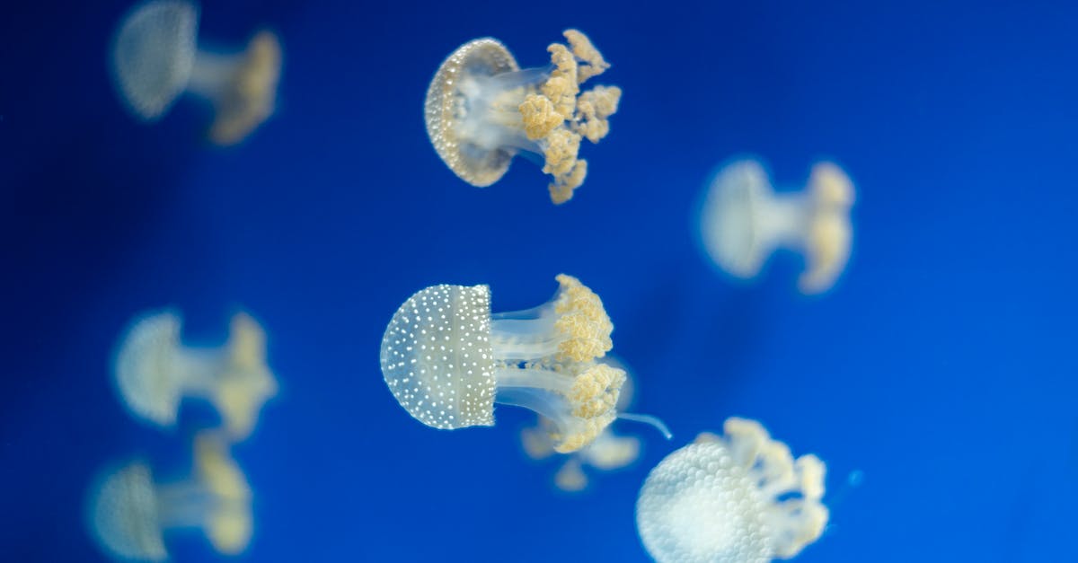 Does jellyfish contian heme or non-heme iron - White and Blue Jellyfish in Blue Water