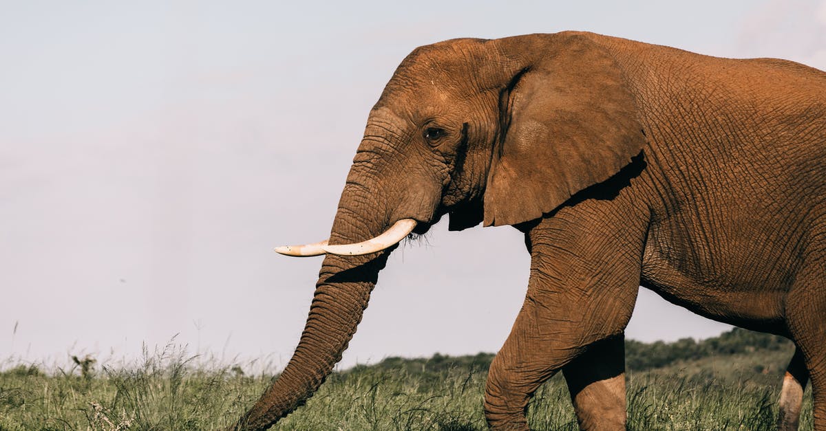 Does marinading preserve food's freshness - Huge wild elephant eating fresh green grass while pasturing alone in natural habitat on sunny summer day