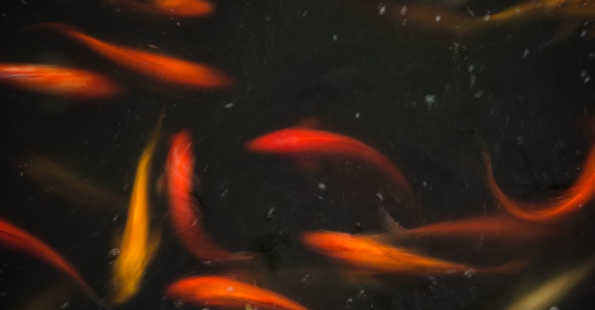 Does marinating hinder brining? - Red and Yellow Koi Fish