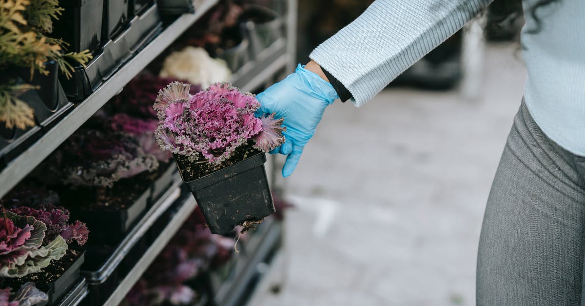 Does ornamental cabbage make decent sauerkraut? - Crop anonymous female in gloves demonstrating blooming ornamental cabbage presented on market shelves