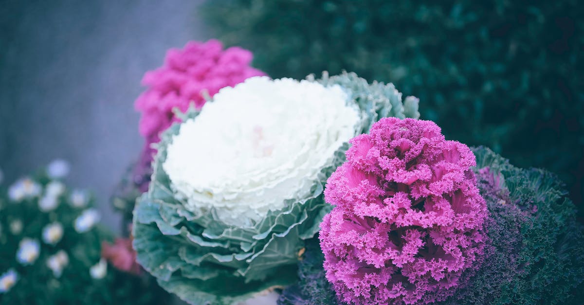 Does ornamental cabbage make decent sauerkraut? - High angle of beautiful white and purple ornamental decorative cabbages growing in pots on backyard