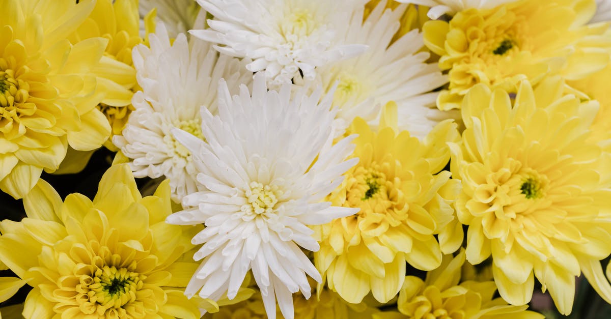 Does oven spring differ between white and sourdough breads? - Bunch of yellow and white flowers