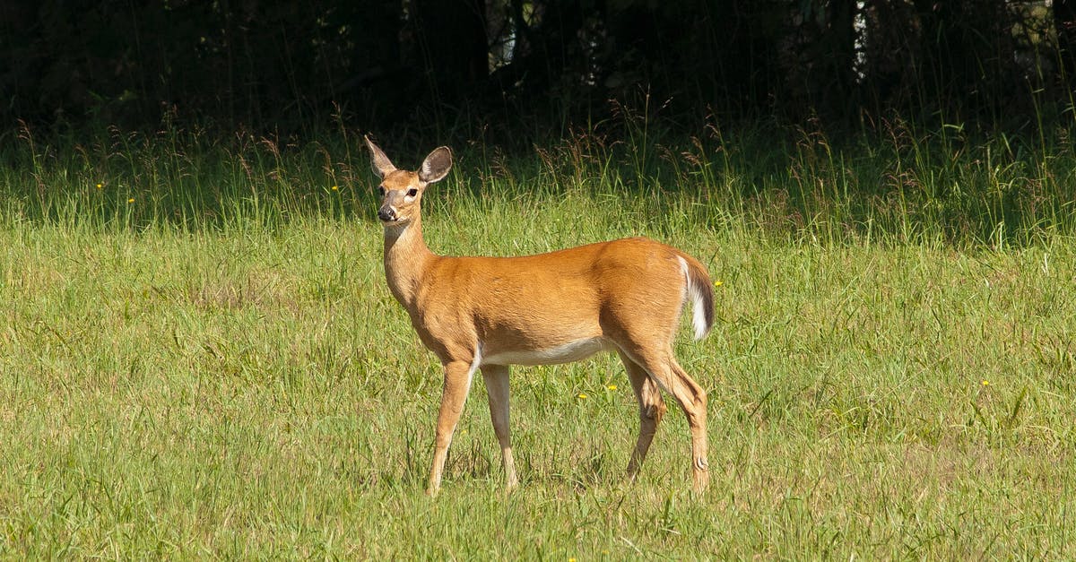 Does oxidation inhibit caramelization? - Brown Deer