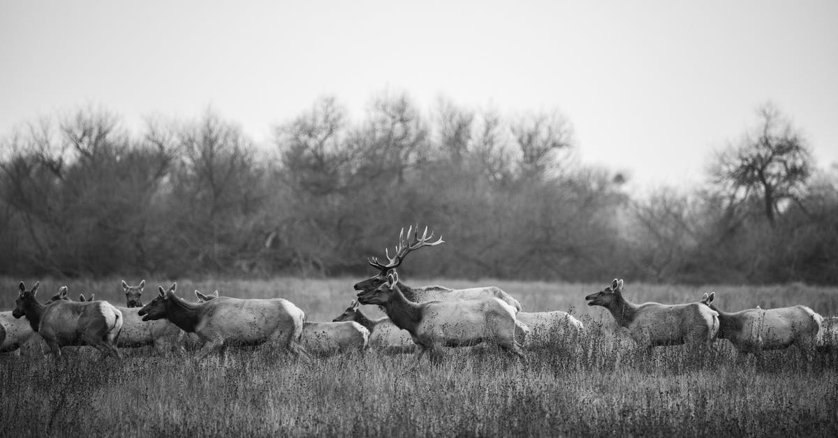 Does package yeast inhibit wild fermentation? - Large Herd of Deer Moving in Meadow