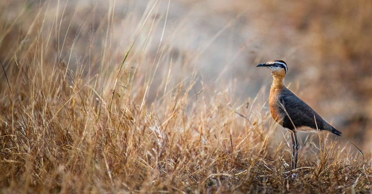 Does pressure cooking preserve alcohol? - Wild bird standing on grassy meadow in nature