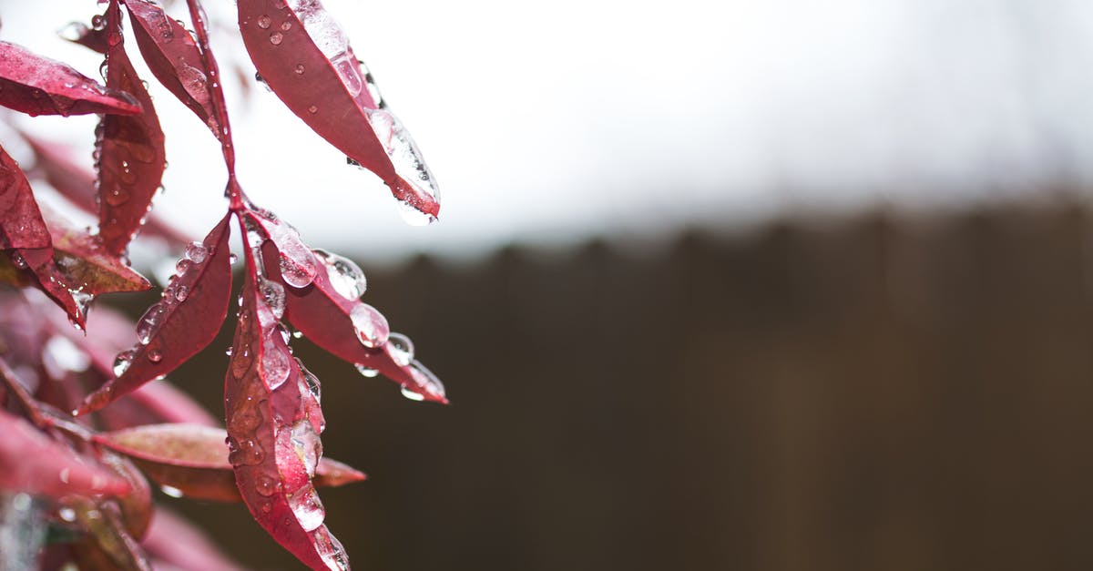 Does putting pandan leaves' stems in water prolong its freshness? - Close Up Photography of Red Leaves