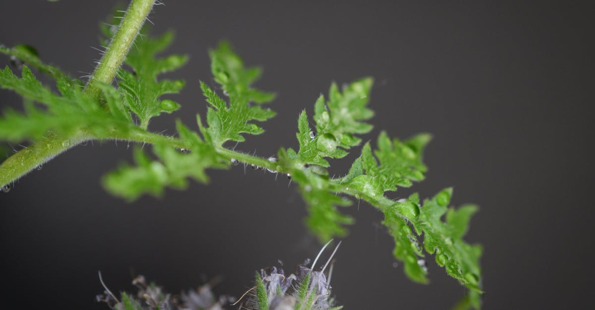 Does putting pandan leaves' stems in water prolong its freshness? - Close-Up Photo Fern Leaves