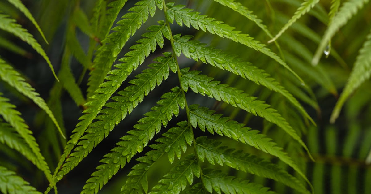 Does putting pandan leaves' stems in water prolong its freshness? - A Close-Up Shot of a Fern Plant