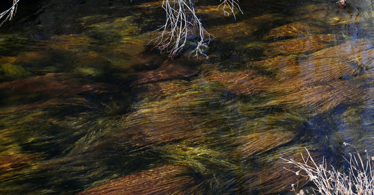 Does seasoned cast iron still need to be oven dried? - From above of calm river with plants growing on bottom flowing along dry grass and leafless trees