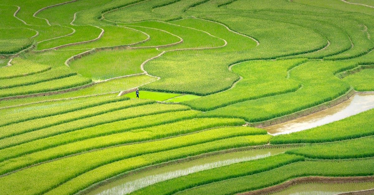 Does the cooking time, adding more water and using high quality and expensive rice help to produce soft and non-stick rice? - From above of agricultural rice fields with furrows water and green rice plantations on sunny day in countryside