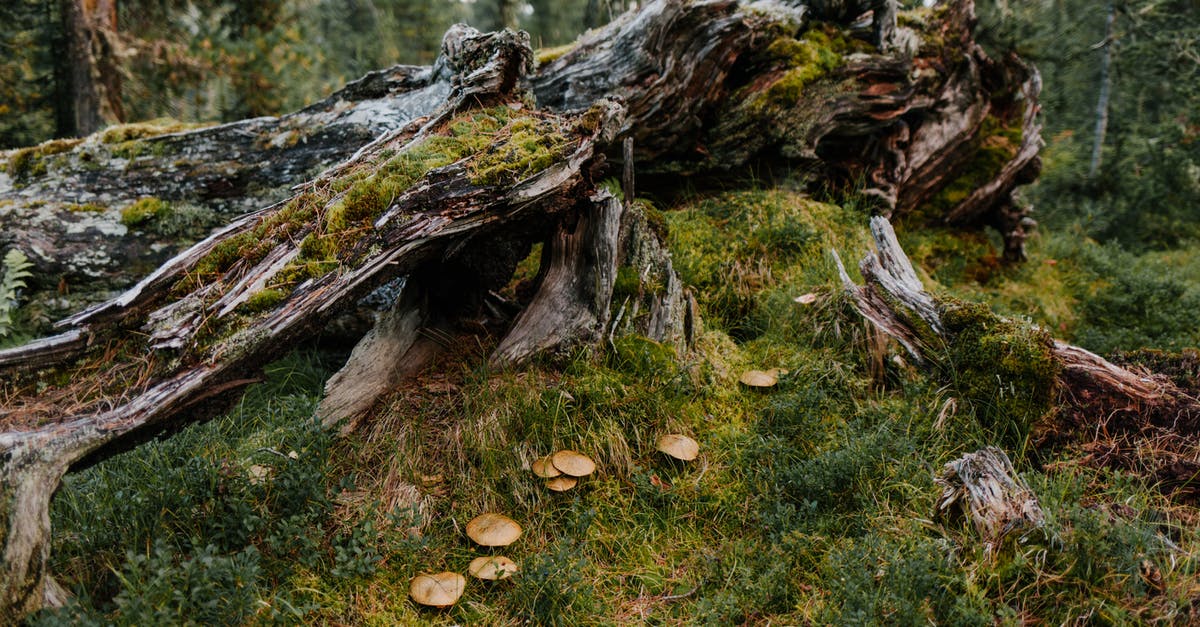 Does Tomato Damage a Wok's Seasoning? - Damaged old tree covered with moss near green herb and mushrooms in forest in summer