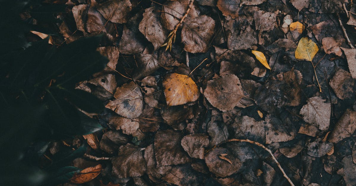 Dried basil leaves instead of bay leaves - Dried Leaves on the Ground