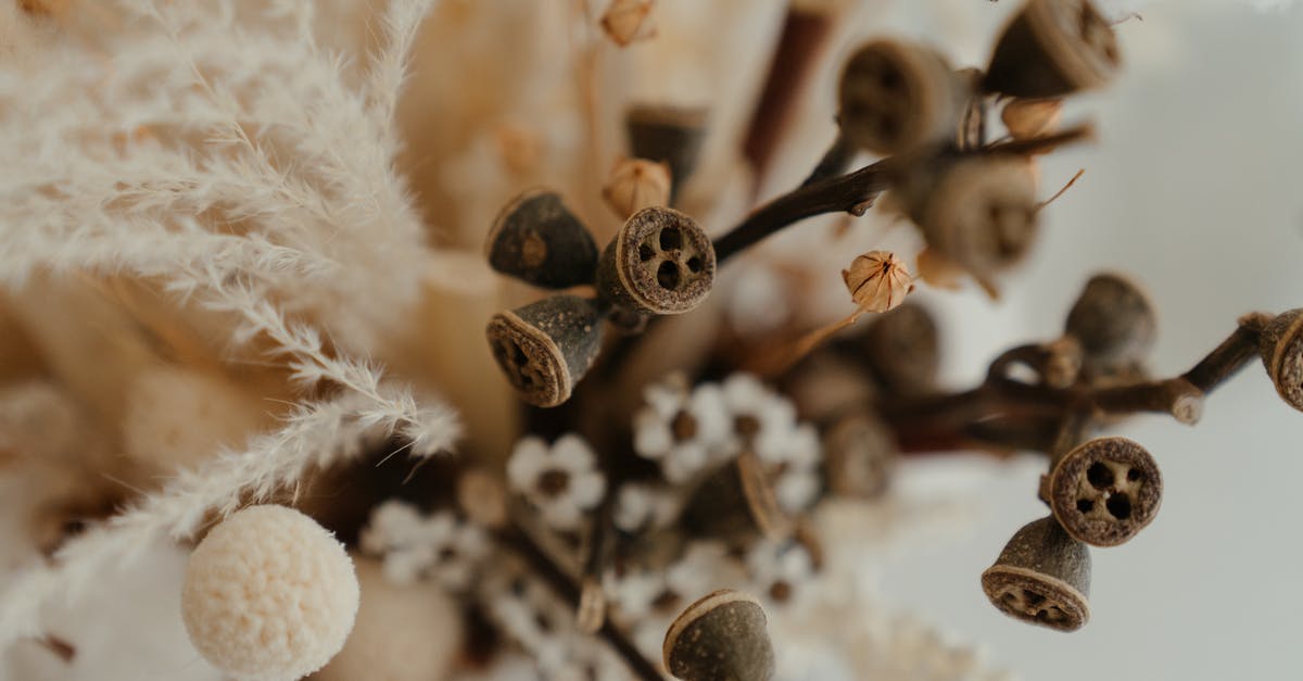 Dried herbs instead of bouquet garni? - White Flowers in Tilt Shift Lens